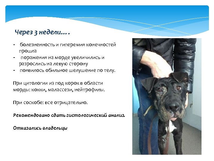 Через 3 недели…. - болезненность и гиперемия конечностей прошла - поражения на морде увеличились