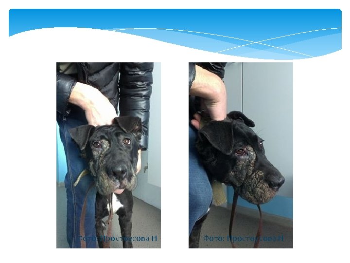 Фото: Простоусова Н 