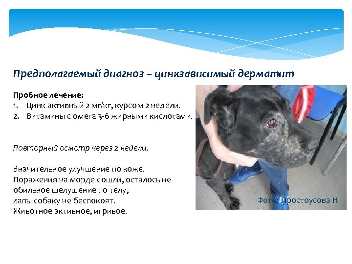 Предполагаемый диагноз – цинкзависимый дерматит Пробное лечение: 1. Цинк активный 2 мг/кг, курсом 2