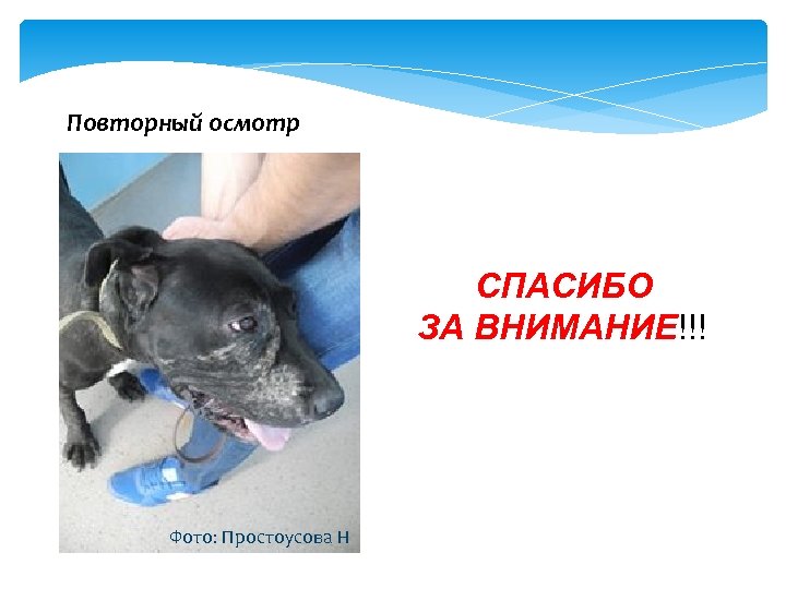 Повторный осмотр СПАСИБО ЗА ВНИМАНИЕ!!! Фото: Простоусова Н 