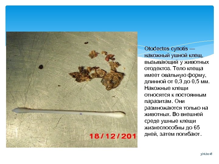 Otodectes cynotis — накожный ушной клещ, вызывающий у животных отодектоз. Тело клеща имеет овальную