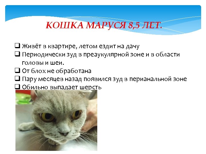 КОШКА МАРУСЯ 8, 5 ЛЕТ. q Живёт в квартире, летом ездит на дачу q