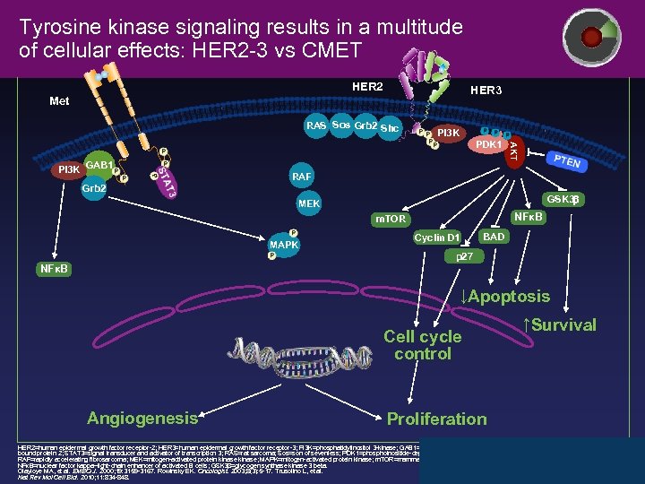 Tyrosine kinase signaling results in a multitude of cellular effects: HER 2 -3 vs