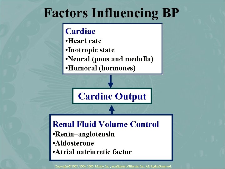 Factors Influencing BP Cardiac • Heart rate • Inotropic state • Neural (pons and