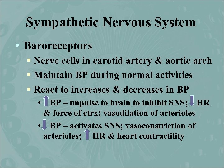Sympathetic Nervous System • Baroreceptors § Nerve cells in carotid artery & aortic arch