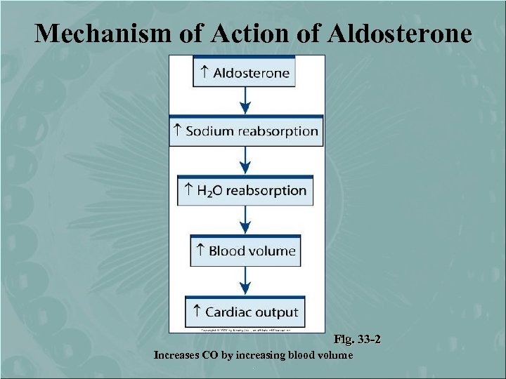 Mechanism of Action of Aldosterone Fig. 33 -2 Increases CO by increasing blood volume.