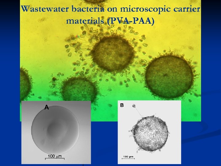 Wastewater bacteria on microscopic carrier materials (PVA-PAA) 