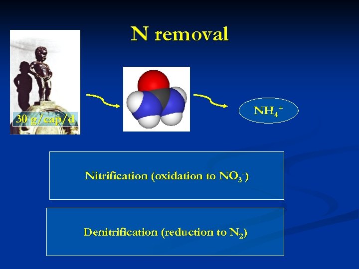 N removal NH 4+ 30 g/cap/d Nitrification (oxidation to NO 3 -) Denitrification (reduction