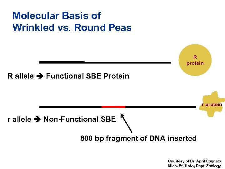 Molecular Basis of Wrinkled vs. Round Peas R protein R allele Functional SBE Protein
