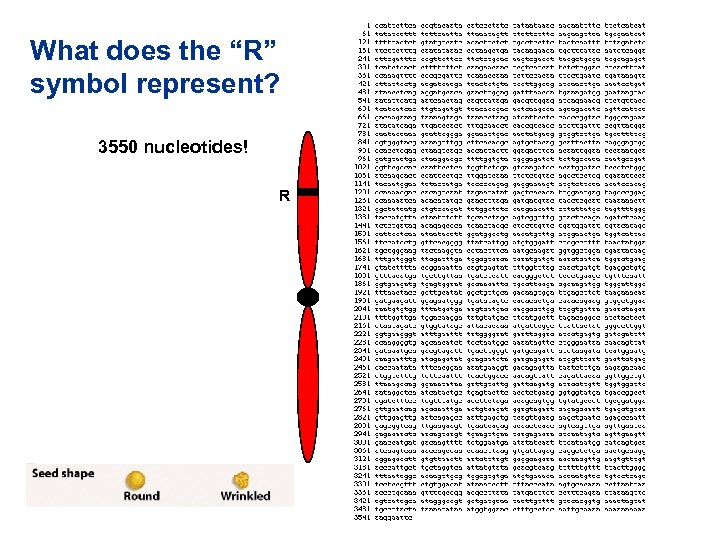 What does the “R” symbol represent? 3550 nucleotides! R 