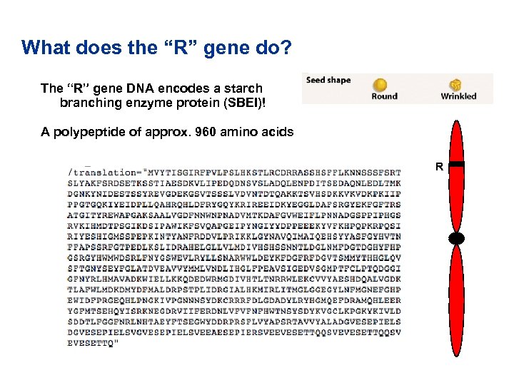 What does the “R” gene do? The “R” gene DNA encodes a starch branching