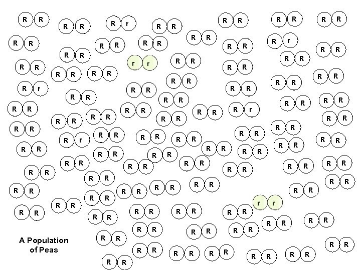 R R R r R R R R A Population of Peas R R