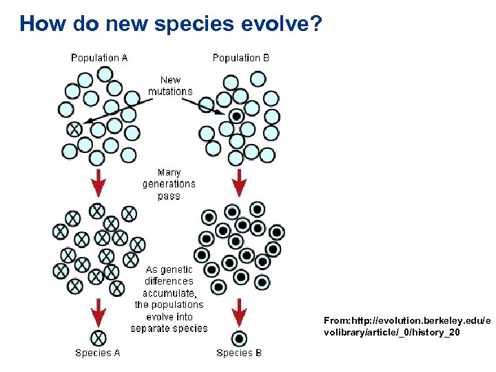 How do new species evolve? From: http: //evolution. berkeley. edu/e volibrary/article/_0/history_20 