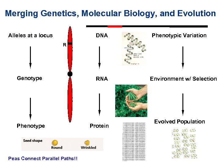 Merging Genetics, Molecular Biology, and Evolution Alleles at a locus DNA Phenotypic Variation R