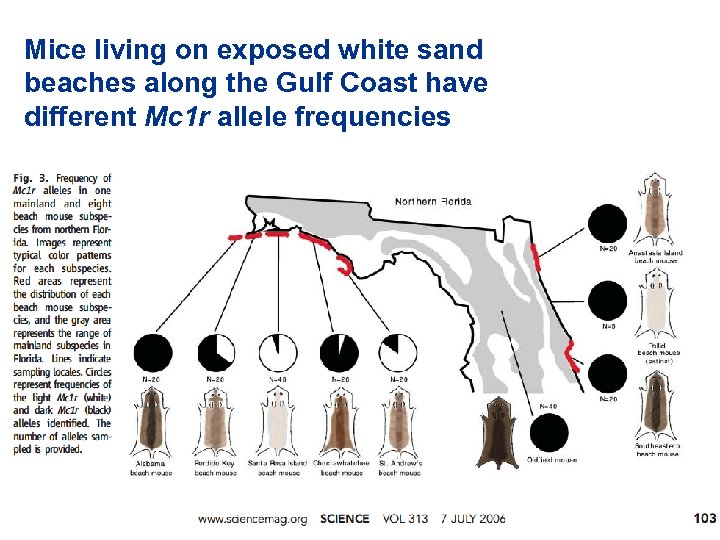 Mice living on exposed white sand beaches along the Gulf Coast have different Mc