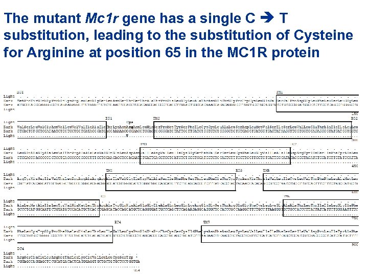 The mutant Mc 1 r gene has a single C T substitution, leading to