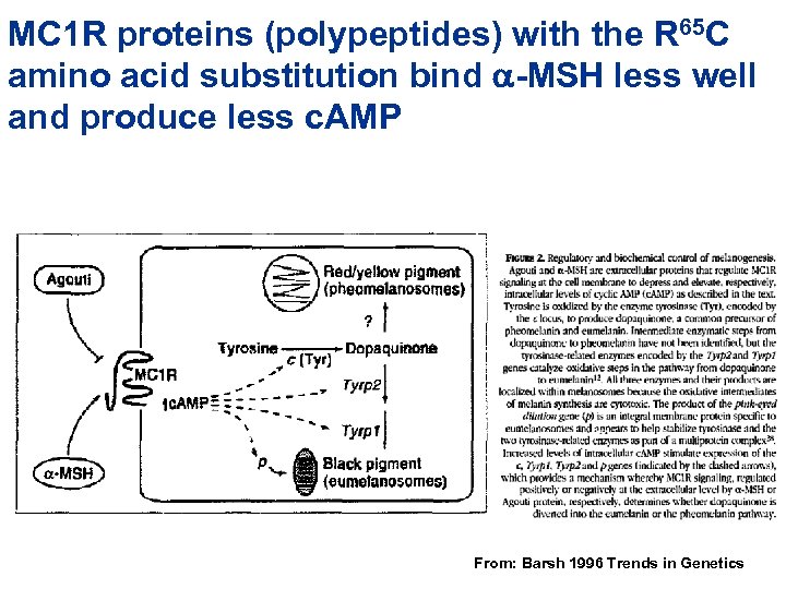 MC 1 R proteins (polypeptides) with the R 65 C amino acid substitution bind