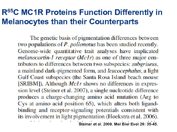 R 65 C MC 1 R Proteins Function Differently in Melanocytes than their Counterparts