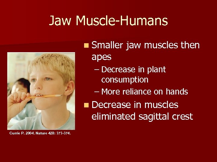 Jaw Muscle-Humans n Smaller apes jaw muscles then – Decrease in plant consumption –