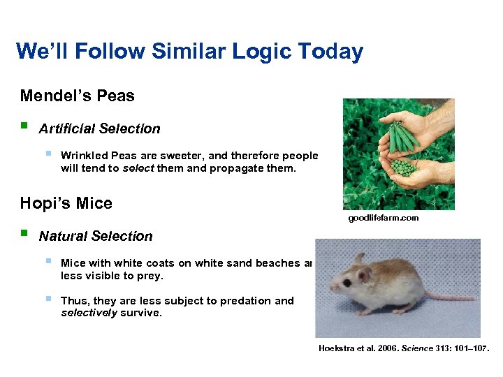 We’ll Follow Similar Logic Today Mendel’s Peas § Artificial Selection § Wrinkled Peas are