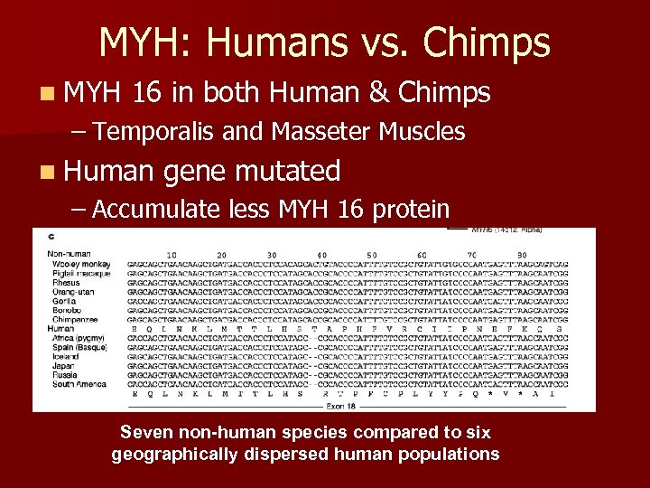 MYH: Humans vs. Chimps n MYH 16 in both Human & Chimps – Temporalis