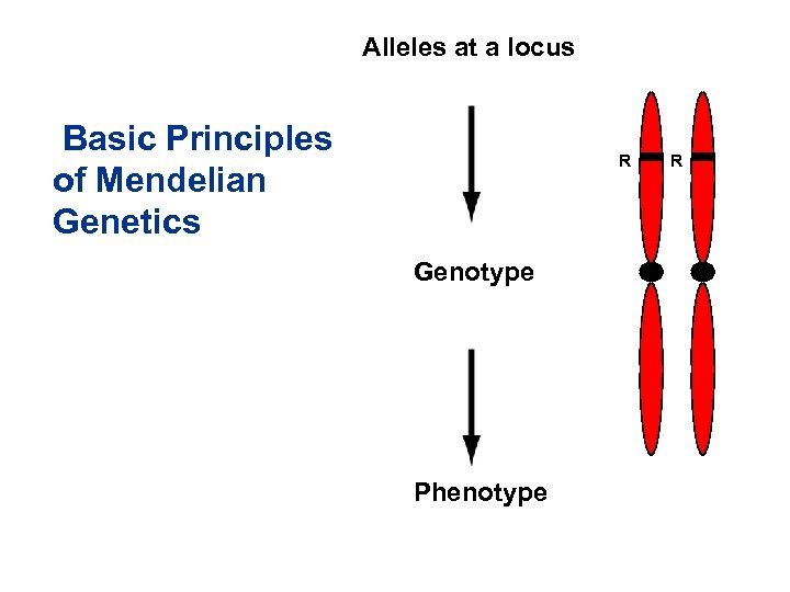Alleles at a locus Basic Principles of Mendelian Genetics R Genotype Phenotype R 