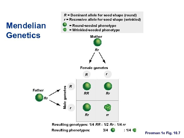 Mendelian Genetics R = Dominant allele for seed shape (round) r = Recessive allele
