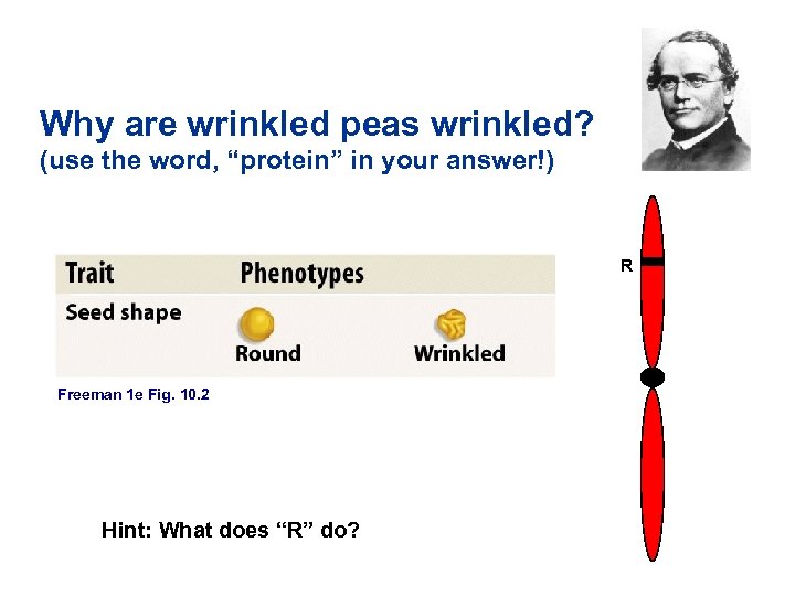 Why are wrinkled peas wrinkled? (use the word, “protein” in your answer!) R Freeman