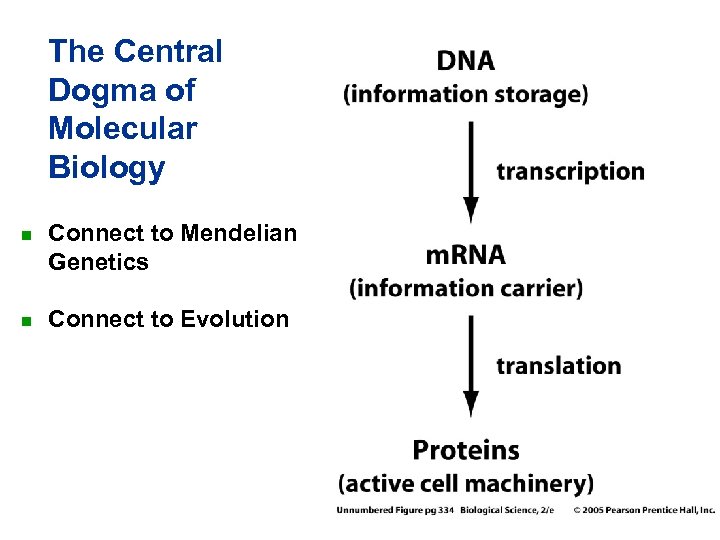 The Central Dogma of Molecular Biology n n Connect to Mendelian Genetics Connect to