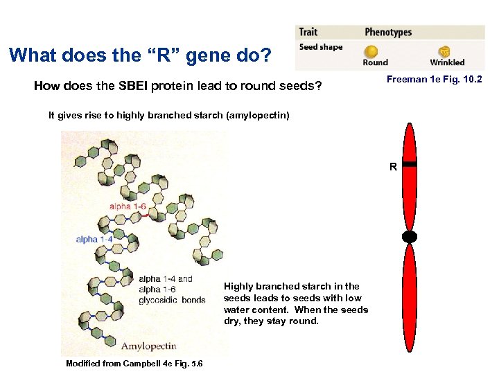 What does the “R” gene do? How does the SBEI protein lead to round