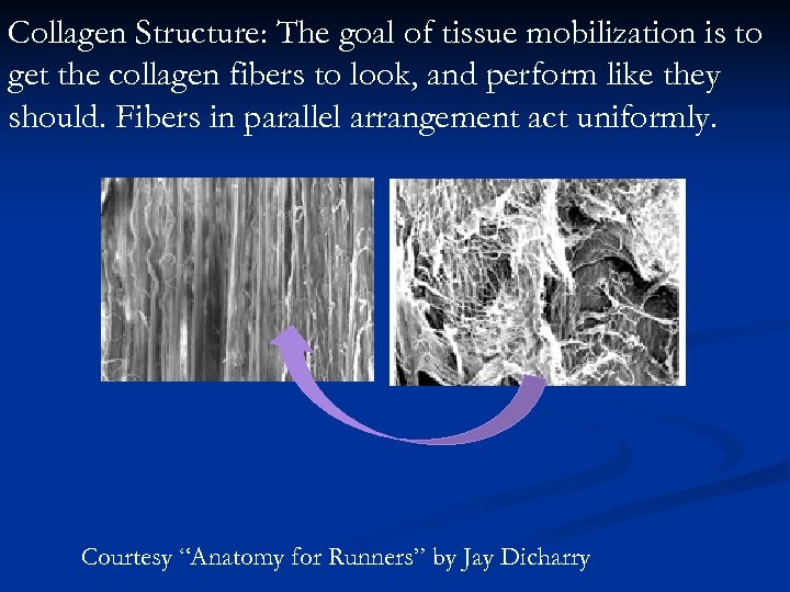 Collagen Structure: The goal of tissue mobilization is to get the collagen fibers to