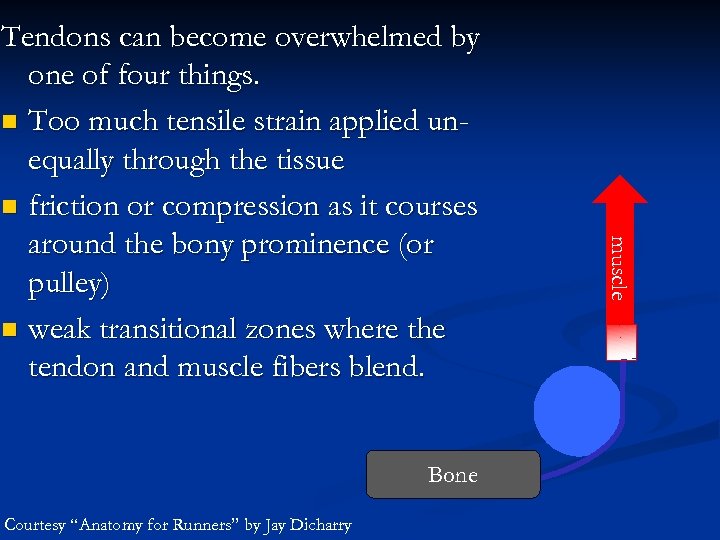 Bone Courtesy “Anatomy for Runners” by Jay Dicharry muscle Tendons can become overwhelmed by