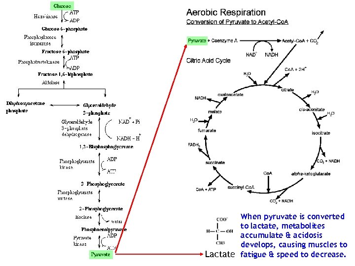 When pyruvate is converted to lactate, metabolites accumulate & acidosis develops, causing muscles to