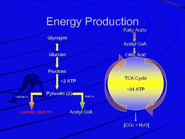 Energy Production Fatty Acids Glycogen Acetyl Co. A Glucose Citric Acid Fructose TCA Cycle
