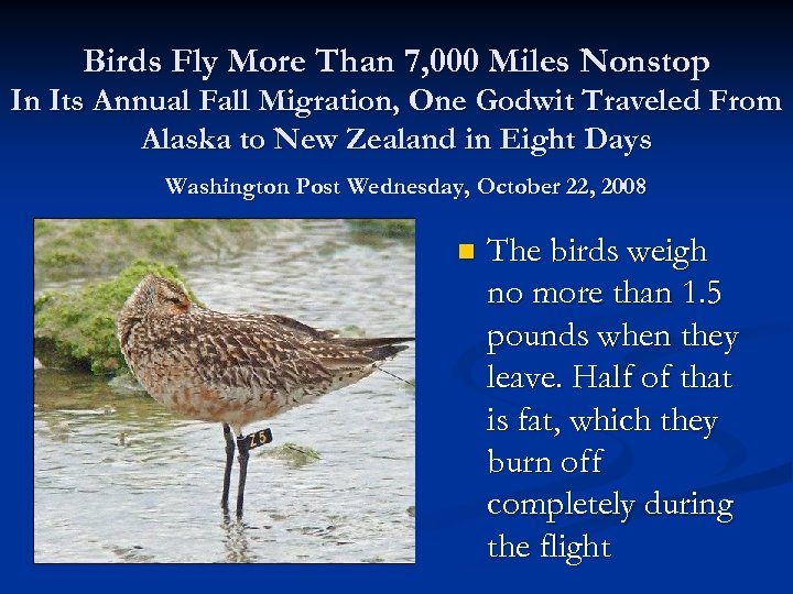 Birds Fly More Than 7, 000 Miles Nonstop In Its Annual Fall Migration, One