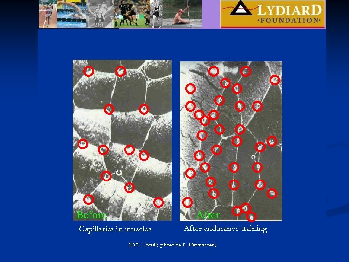Before After Capillaries in muscles After endurance training (D. L. Costill; photo by L.