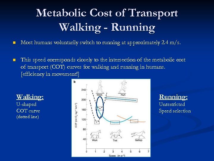 Metabolic Cost of Transport Walking - Running n Most humans voluntarily switch to running