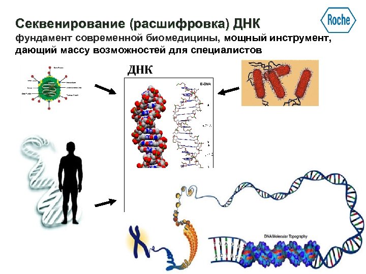 Секвенирование (расшифровка) ДНК фундамент современной биомедицины, мощный инструмент, дающий массу возможностей для специалистов ДНК