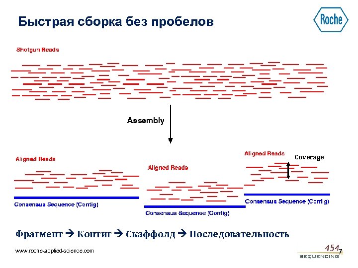 Быстрая сборка без пробелов Coverage Фрагмент Контиг Скаффолд Последовательность www. roche-applied-science. com 7 