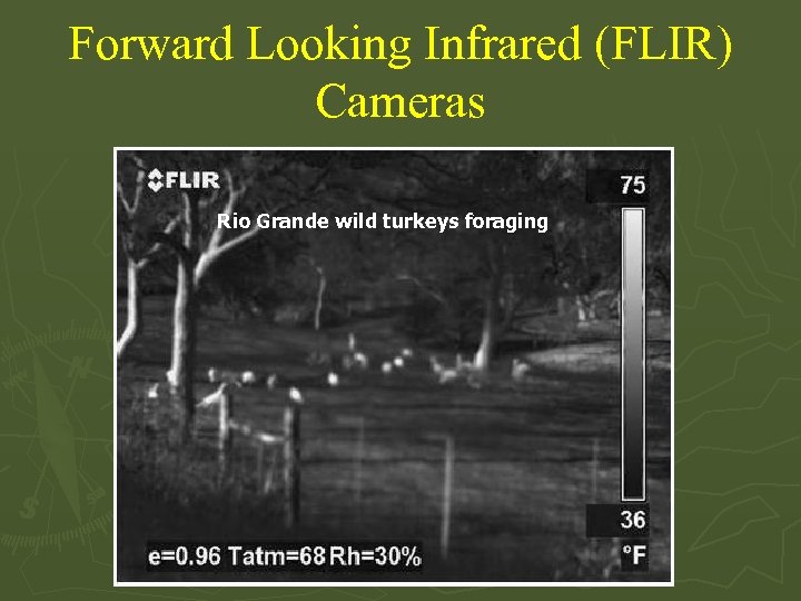 Forward Looking Infrared (FLIR) Cameras Rio Grande wild turkeys foraging 
