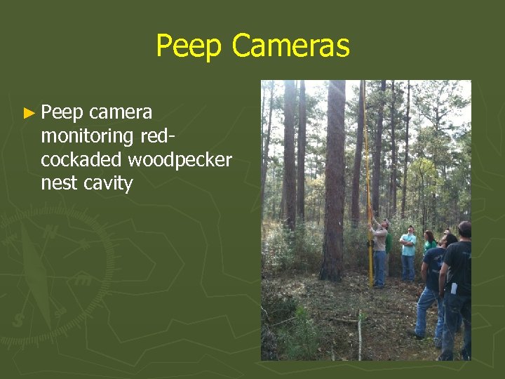 Peep Cameras ► Peep camera monitoring redcockaded woodpecker nest cavity 