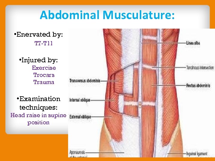 Abdominal Musculature: • Enervated by: T 7 -T 11 • Injured by: Exercise Trocars