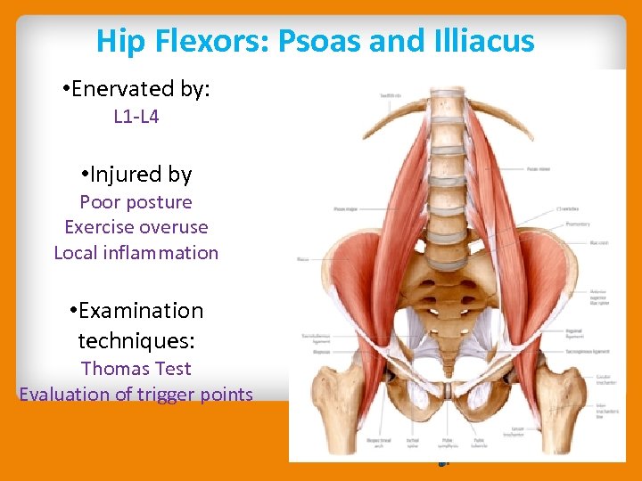 Hip Flexors: Psoas and Illiacus • Enervated by: L 1 -L 4 • Injured