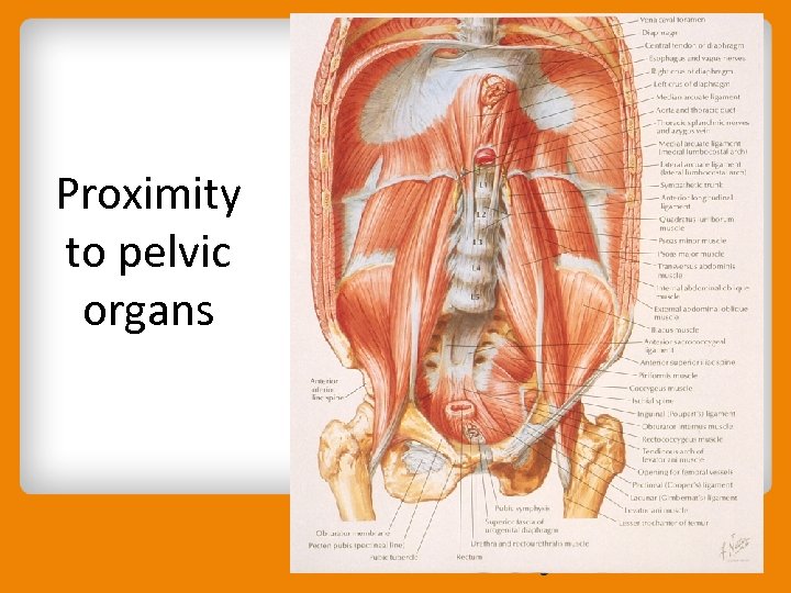 Proximity to pelvic organs 