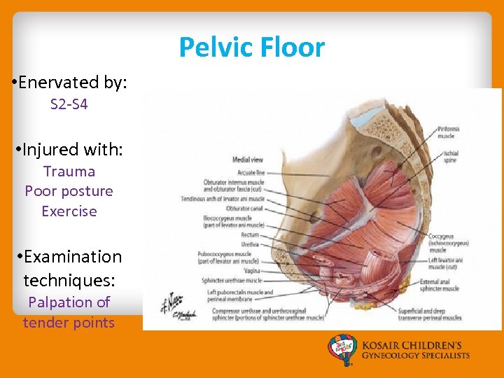 Pelvic Floor • Enervated by: S 2 -S 4 • Injured with: Trauma Poor