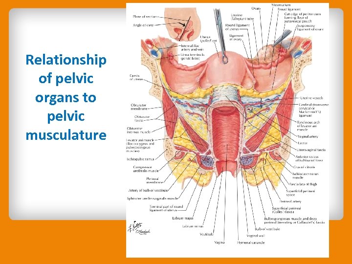 Relationship of pelvic organs to pelvic musculature 