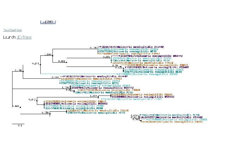 microbes phylo tree 