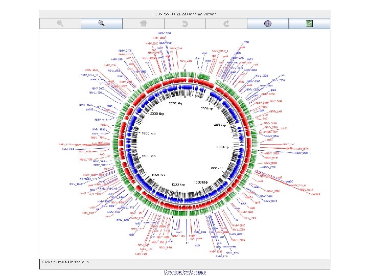 nemesys circular genome viewer 