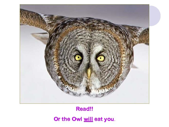 Read!! Or the Owl will eat you. 