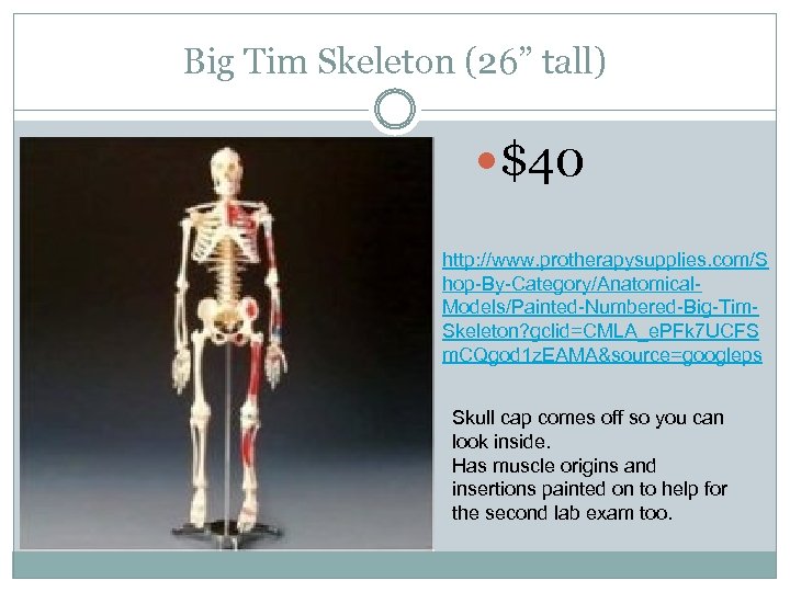 Big Tim Skeleton (26” tall) $40 http: //www. protherapysupplies. com/S hop-By-Category/Anatomical. Models/Painted-Numbered-Big-Tim. Skeleton? gclid=CMLA_e.